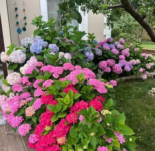 Villa Elegance Kocaeli